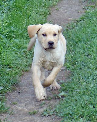 labrador10