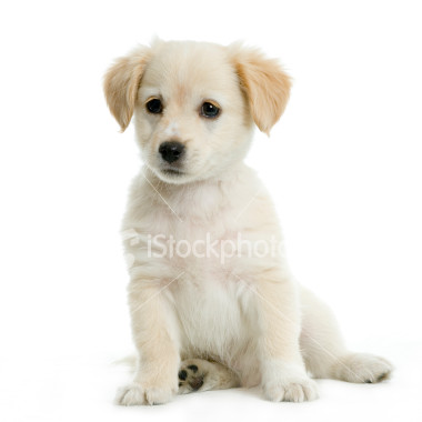 labrador3