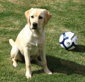 labrador5
