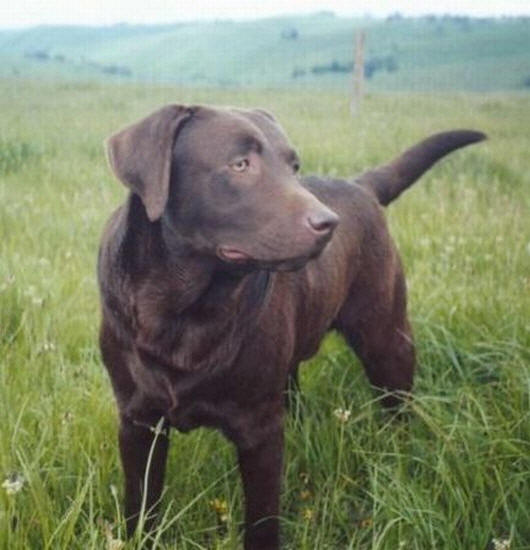 labrador6