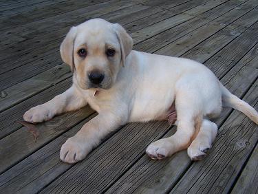 labraodor8