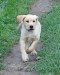 labrador10