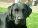 labrador2