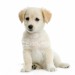 labrador3