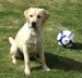 labrador5