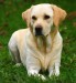 labrador7