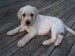 labraodor8
